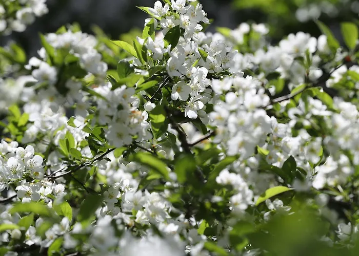 Thommysminde Jelling