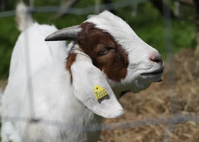 Thommysminde * Jelling