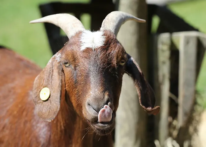 Alojamento de Acomodação e Pequeno-almoço Thommysminde *